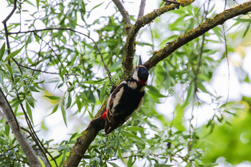 Great Spotted Woodpecker perched on tree branch with lush green leaves
