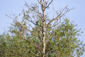 Common cuckoo perched on branch in leafy deciduous tree during clear day