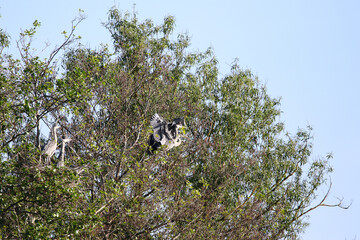 Grey Heron birds nesting in trees near lake by Regensburg in springtime