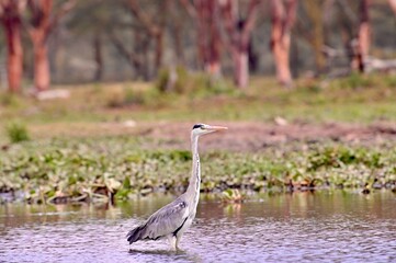 Obraz premium great white heron