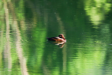 Tufted Pochard Floating on Green Lake Near Regensburg in Springtime