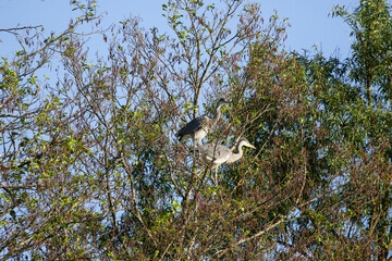 Grey Heron birds nesting in trees near lake by Regensburg in springtime