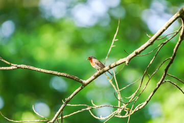 European robin perched on bare branch with vibrant orange red breast in green background