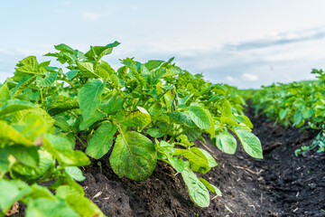 Vibrant green potato plants growing in a fertile field under a clear sky during the early afternoon