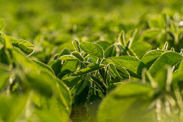 Lush green soybean plants grow steadily in a sunny field during early summer