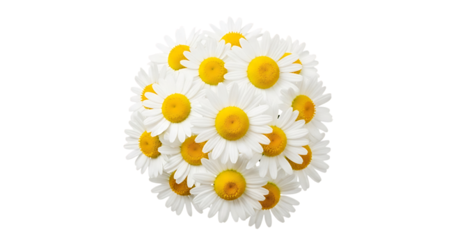 Cluster of white daisies, bright yellow centers arranged in a spherical shape, isolated on white or transparent background, AI