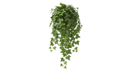 Lush green ivy plant, cascading vines and lobed leaves foliage, isolated on white or transparent background, AI