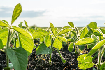 Growing soybean plants in a lush field under bright sunlight on a clear day