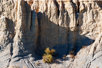 Contrasting Sediment Layers and Resilient Shrub