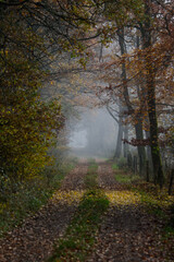 Fototapeta premium Misty autumn forest track lined with trees in Germany