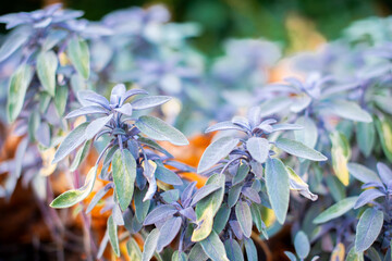 Ornamental purple sage (Salvia officinalis Purpurea) leaves grow in a flower bed.