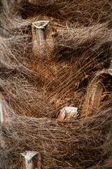 Palm tree trunk detail of the background pattern. Palm tree trunk texture .Cracked bark of old tropical palm trees. Upper trunk detail of palm tree background texture pattern. Exotic travel. 