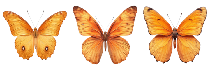 Three beautiful butterflies showcase their wings in vibrant shades of orange, each with unique patterns and delicate details
