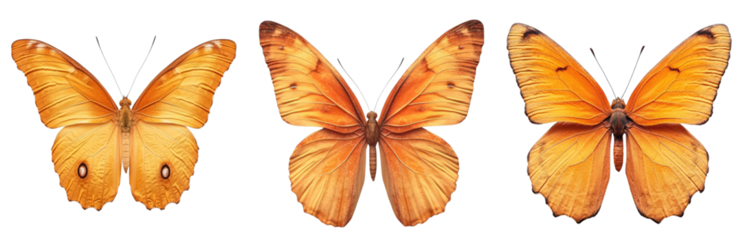 Three beautiful butterflies showcase their wings in vibrant shades of orange, each with unique patterns and delicate details