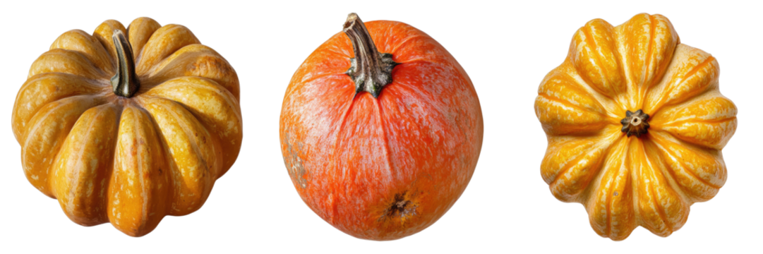 Three different pumpkins with varying shapes and colors are showcased, presenting a diverse selection of autumnal gourds. The scene is illuminated.