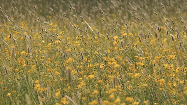 Buttercup Wildflower Meadow Field Dancing in Vigorous Windy Breeze, Bright Yellow Flowers and Grass in Spring Sunshine, Shallow Depth of Focus Creating Soft Bokeh, Energetic Scenic Nature Landscape