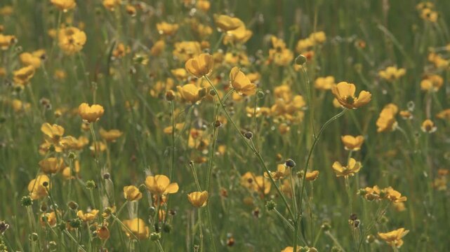 Sunny Wildflowers with Yellow Buttercups Backlit by Warm Sunshine, Flowers Bouncing in a Fresh Spring Breeze, Shallow Focus Meadow Scene with Natural Motion, Vibrant Seasonal Nature Footage