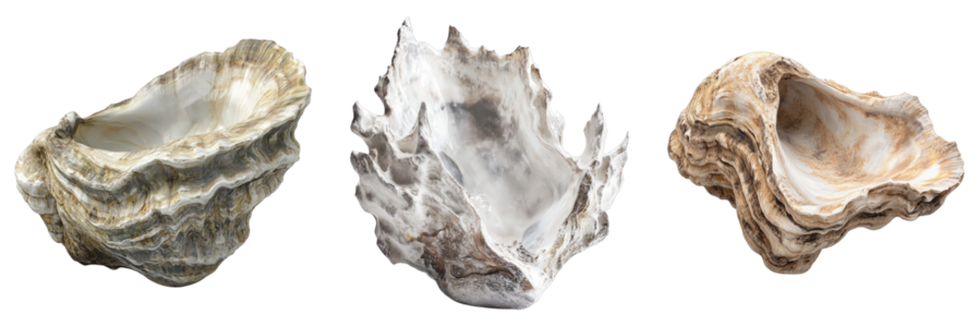 Three beautiful oyster shells are displayed. Each shell has a unique shape and texture. The shells showcase a range of colors, from light beige to a more rugged, textured appearance.