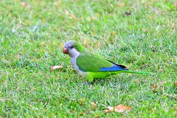 A green Monk Parakeet, also known as the Monk or Quaker Parrot, Myiopsitta monachus, forages for food on a green lawn.
