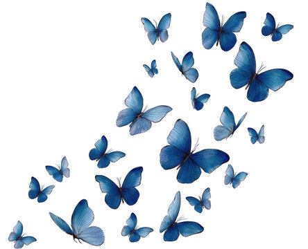 A beautiful swarm of blue butterflies in flight against a white background.