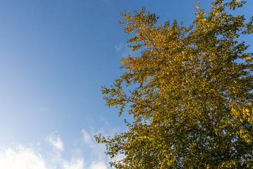 Tree with yellow autumn leaves against blue sky