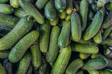 Fresh Cucumbers Close-Up on Market Stall, Autumn Harvest