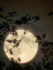 A captivating close-up of the moon shining brightly at night, with dark leaves in the foreground, creating a magical atmosphere. The moon's radiant glow casts shadows on the tree branches.
