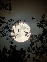 A large full moon shining brightly in a dark night sky, framed by tree branches. The moon has a bright and radiant presence, while the branches create a natural frame around it