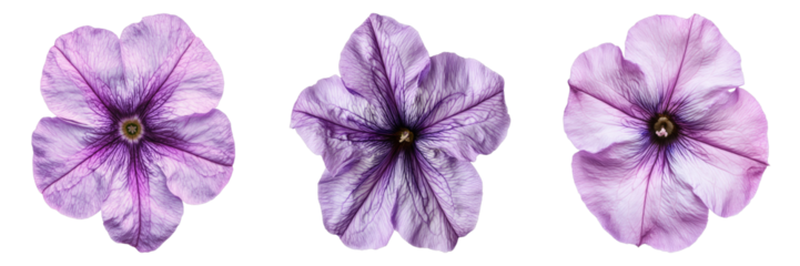 Three vibrant petunia flowers blossom in a row, revealing intricate details of each petal 