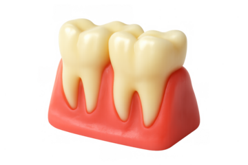 Human teeth and gums anatomy model on transparent background