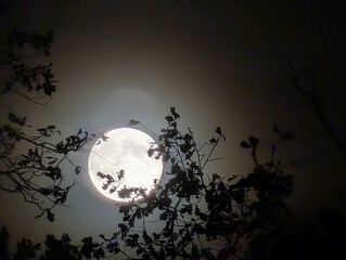 A mesmerizing view of the full moon shining brightly in the night sky, framed by the silhouette of tree branches. The moon radiates a soft glow, illuminating the darkness.