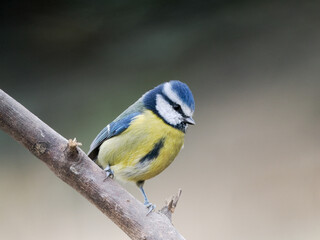  Herrerillo común ( cyanistes caeruleus ).Retrato detallado de herrerillo común posado sobre rama en s entorno natural. La fotografía muestra el característico plumaje azul amarillo. Fondo desenfocado
