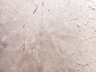 Abstract close-up texture of white wispy seed heads and fluff