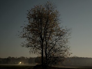 Silhouette of a solitary tree against the serene dawn sky. The tree stands tall, its branches reaching upwards, while a gentle fog blankets the distant landscape.