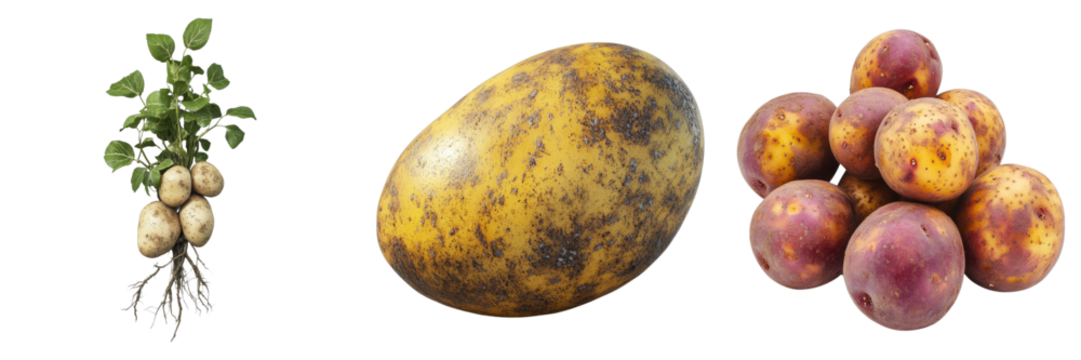 A selection of fresh produce, including a potato plant with multiple potatoes attached to the roots, a single potato, and a cluster of ripe plums