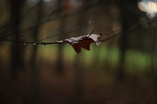 withered autumn oak leaf