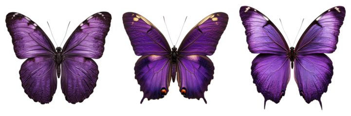 Three vibrant purple butterflies display their delicate wings