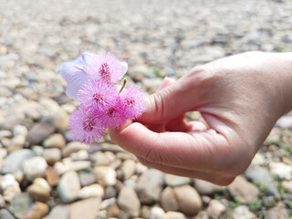 Hand holding delicate pink pom-pom flowers above river pebbles
