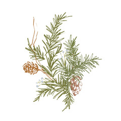 Whimsical Christmas floral card of pine cone and branch. Hand-drawn vintage composition isolated on white background. Illustration for design, print, fabric or background.