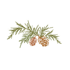 Whimsical Christmas floral card of pine cone and branch. Hand-drawn vintage composition isolated on white background. Illustration for design, print, fabric or background.