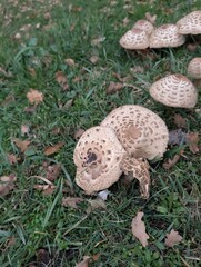 A cluster of wild mushrooms growing on the forest floor, surrounded by lush green grass and fallen leaves
