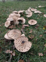 A group of mushrooms growing in a field, captured with a high-angle shot. The mushrooms have light-brown, scaly caps. 