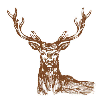 Portrait of a large forest deer with branched antlers. Sketch, draft, outline. Vector illustration