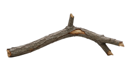 Isolated, weathered twig; dark backdrop; irregular shape; broken ends; rough texture