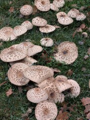 A cluster of wild mushrooms growing on a bed of green grass. The mushrooms are tan-colored with unique spotted patterns. 