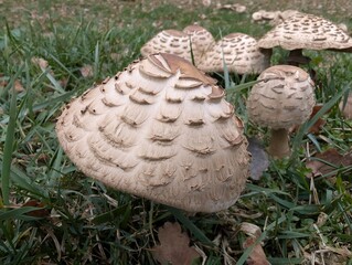 A collection of Parasol mushrooms nestled in grass, displaying their distinctive scaly caps
