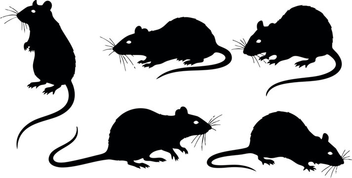 Rat silhouette set with five different rat poses in black vector design for various creative projects and animal themes