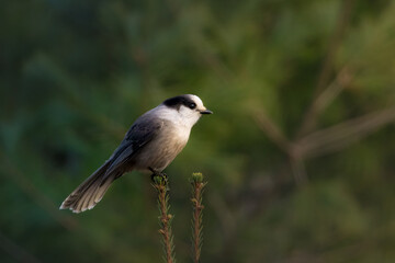 Evening Canada Jay in Beautiful Light Perched on a branch