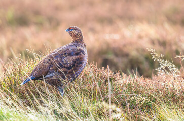 Red Grouse male in Winter, Scientific name: Lagopus Lagopus, looking left on managed grouse moorland in Wensleydale, Yorkshire Dales, UK.  Horizontal.  Copy space