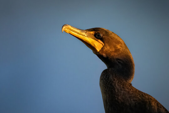 Cormorant portrait in golden light - Powered by Adobe